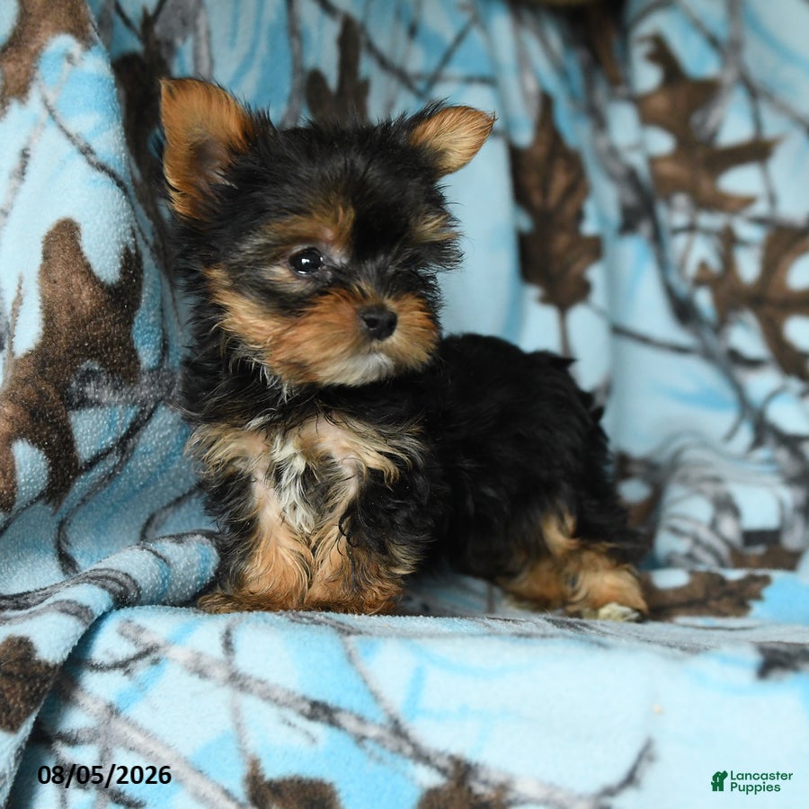 Yorkshire Terrier dogs Harry - Ad 2