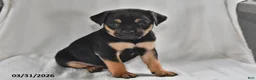 Mixed Breed dogs for sale: Bandit - Ad 1