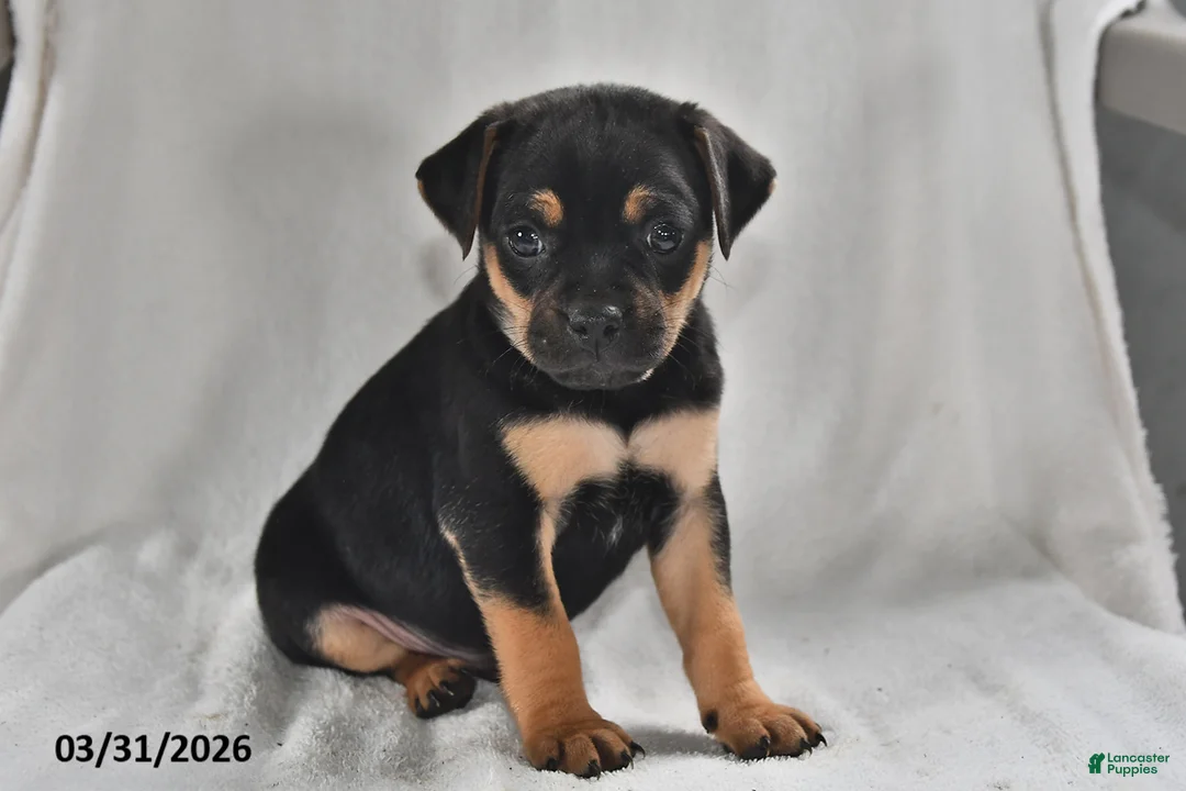 Mixed Breed dogs for sale: Bandit - Ad 1