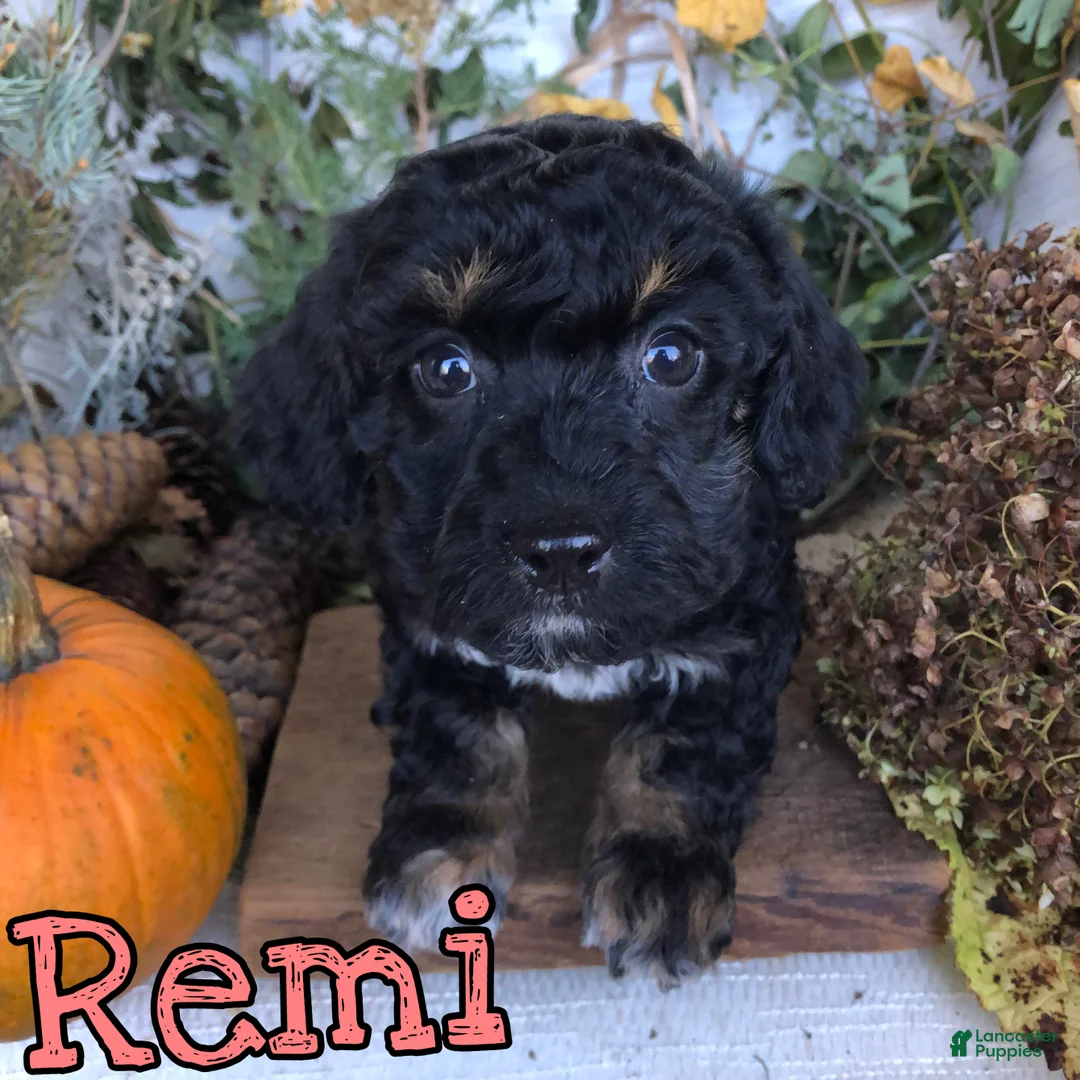 Mixed Breed dogs for sale: Mixed Breed 5 - Ad 4