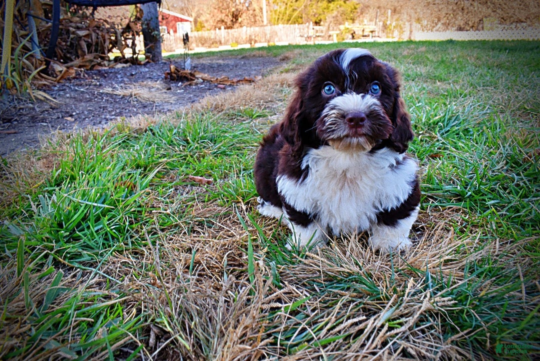 Havapoo dogs for sale: Pilot - Ad 11