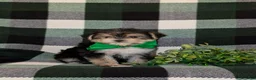 Morkie dogs for sale: Randall 6 lbs Full Grown - Ad 1