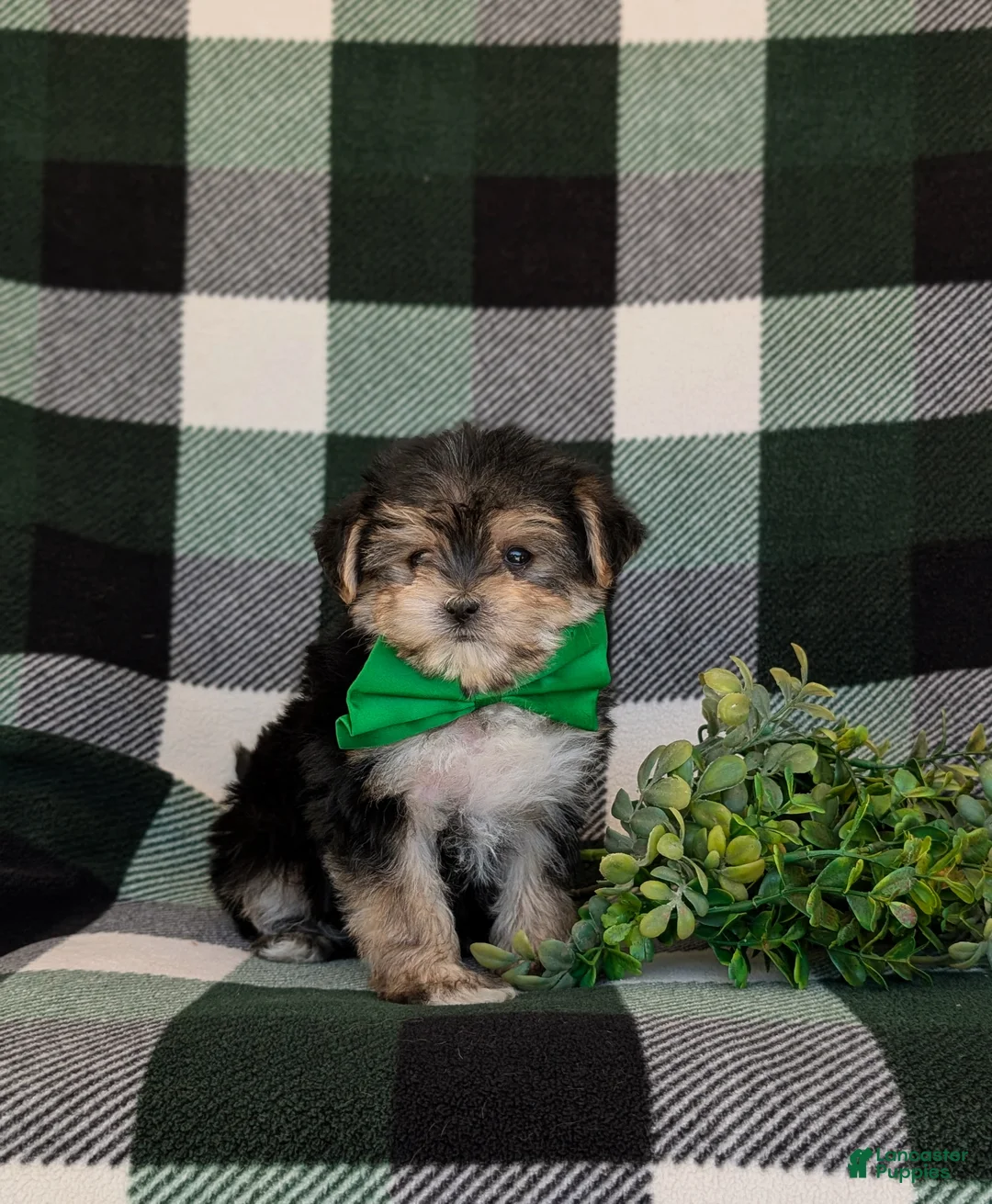 Morkie dogs for sale: Randall 6 lbs Full Grown - Ad 1