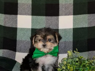 Morkie dogs for sale: Randall 6 lbs Full Grown - Ad 3