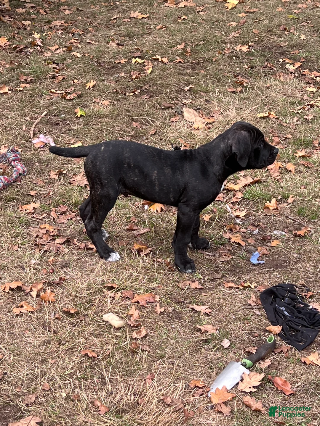 Cane Corso dogs for sale: Alaric - Ad 2