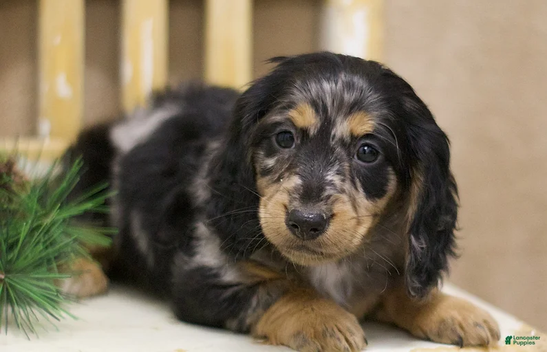 Gallery Image {{count}}