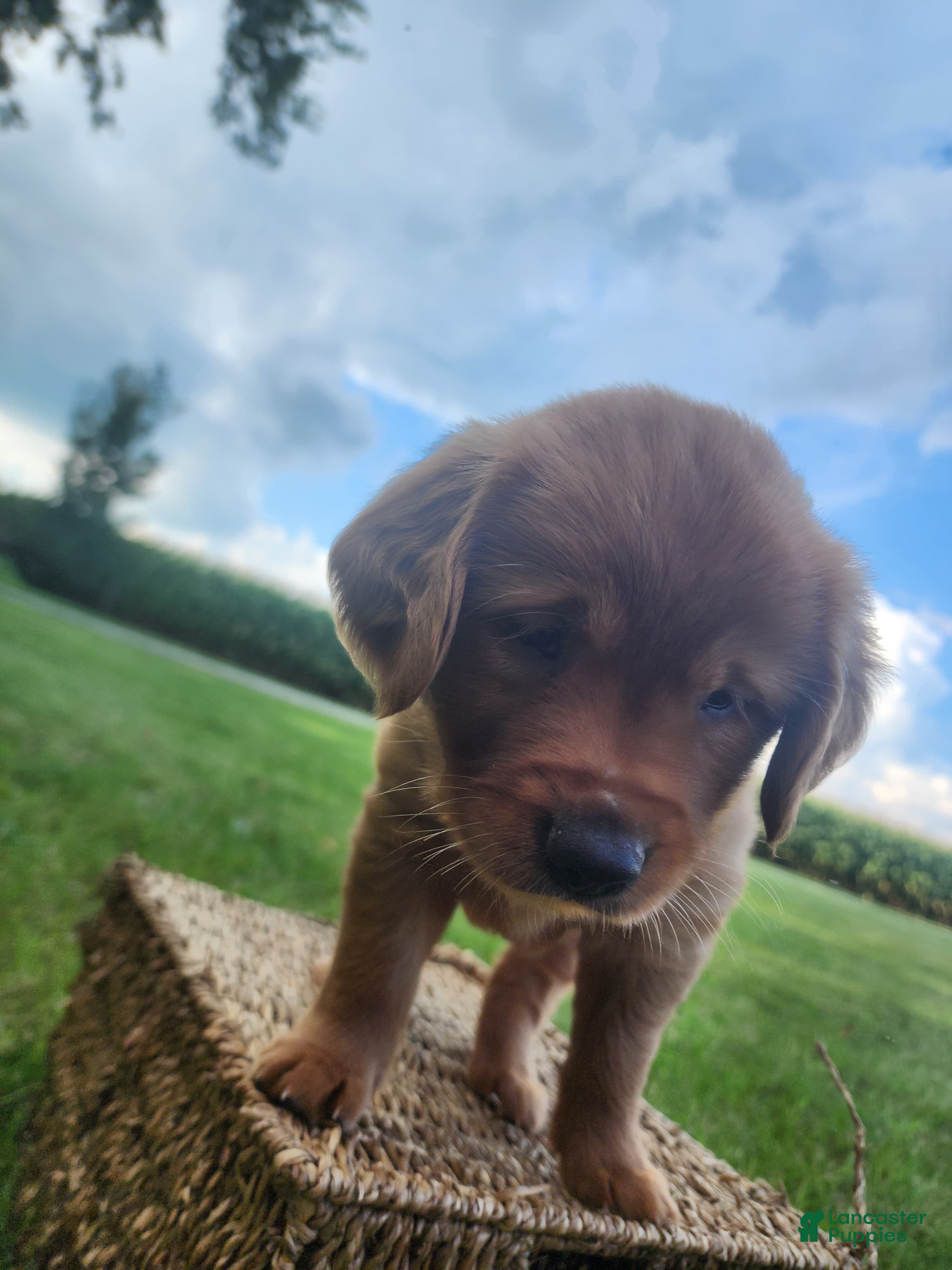 Golden Retriever dogs Sasha - Ad 2