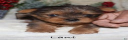 Yorkshire Terrier dogs for sale: Lani - Ad 1