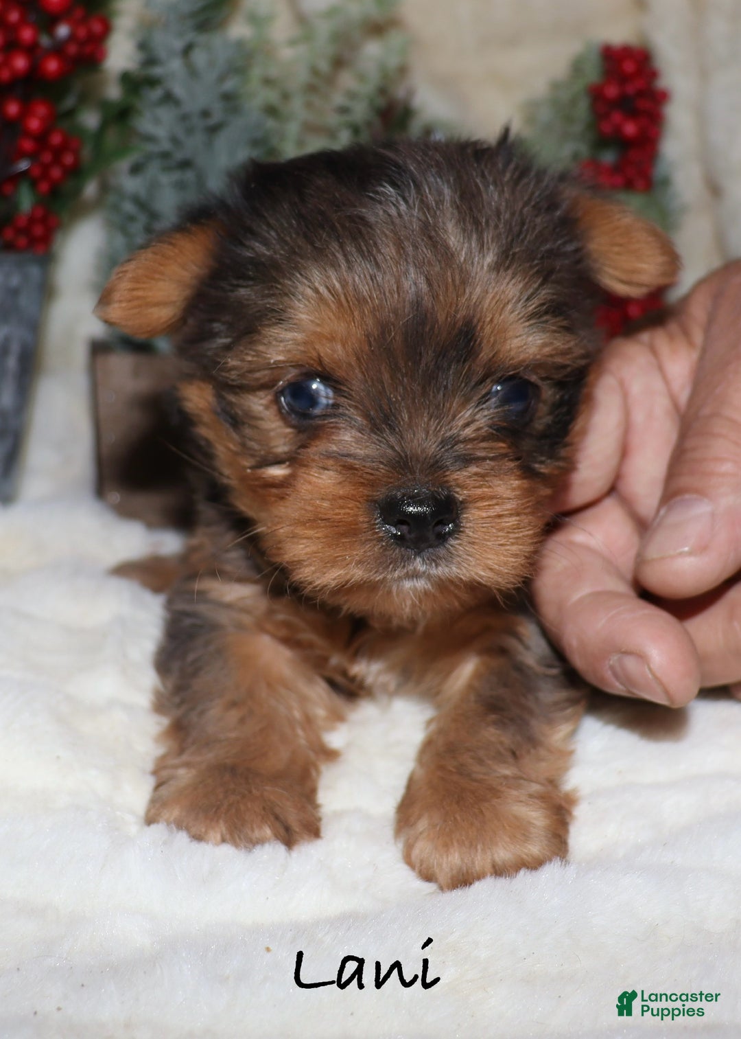Yorkshire Terrier dogs for sale: Lani - Ad 1