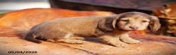 Miniature Dachshund dogs for sale: Diamond - Ad 2