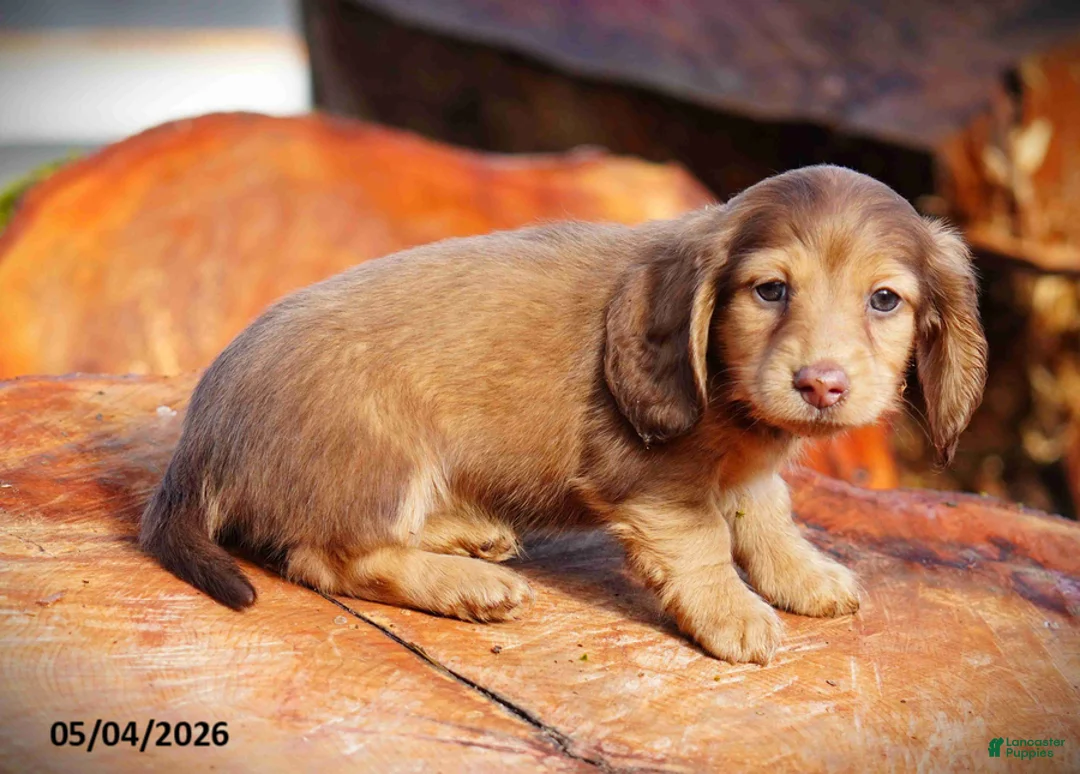 Miniature Dachshund dogs for sale: Diamond - Ad 2