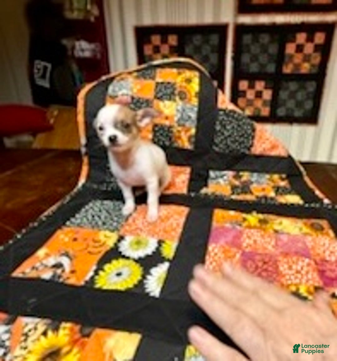 Chihuahua dogs for sale: Lucille - Ad 32