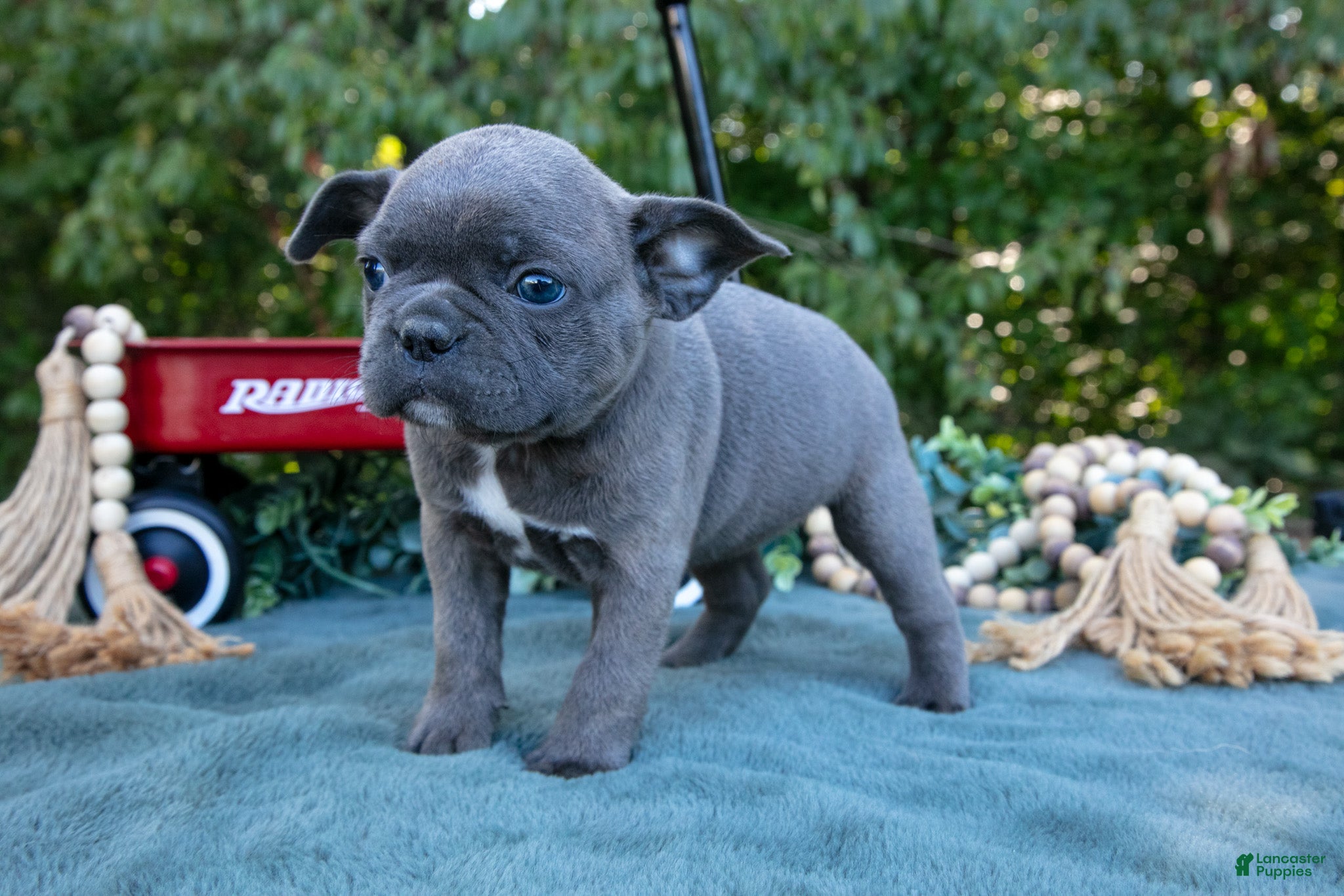 Frenchton dogs Cassie - Ad 2