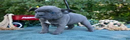 Frenchton dogs for sale: Cassie - Ad 2