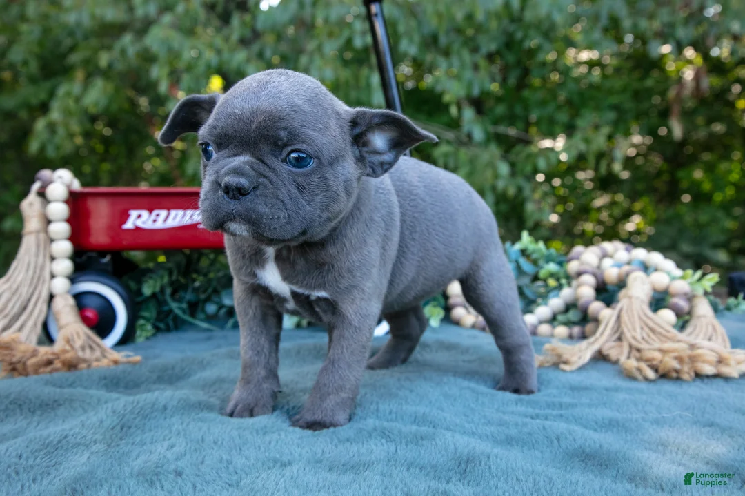 Frenchton dogs for sale: Cassie - Ad 2