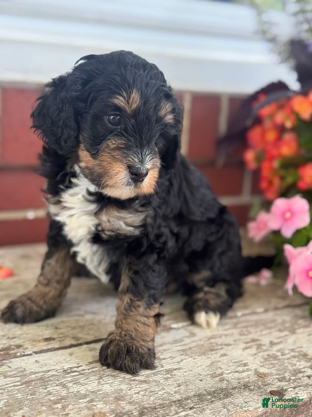 Gallery Image {{count}}