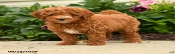 Miniature Poodle dogs for sale: Rain - Ad 3
