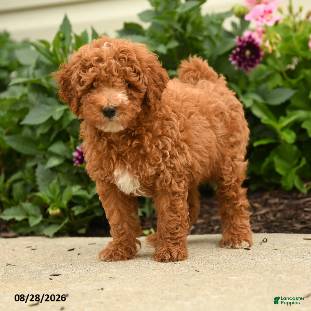 Miniature Poodle dogs for sale: Rain - Ad 3