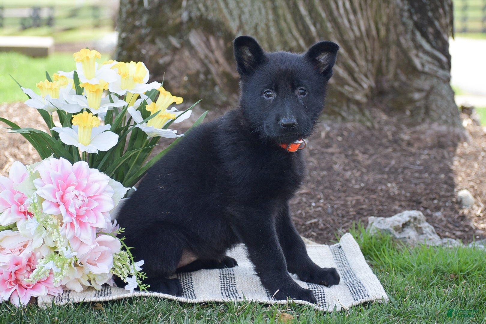 German Shepherd dogs Brianna - Ad 2