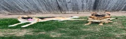German Shepherd dogs for sale: German Shepherd Puppy 1 - Ad 2