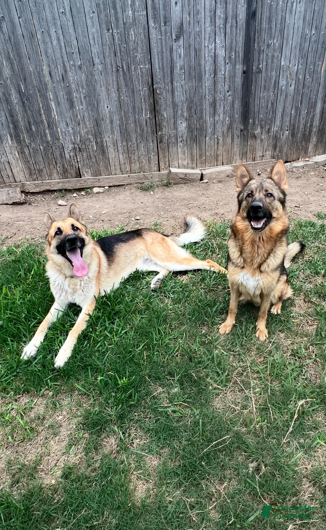German Shepherd dogs for sale: German Shepherd Puppy 1 - Ad 2
