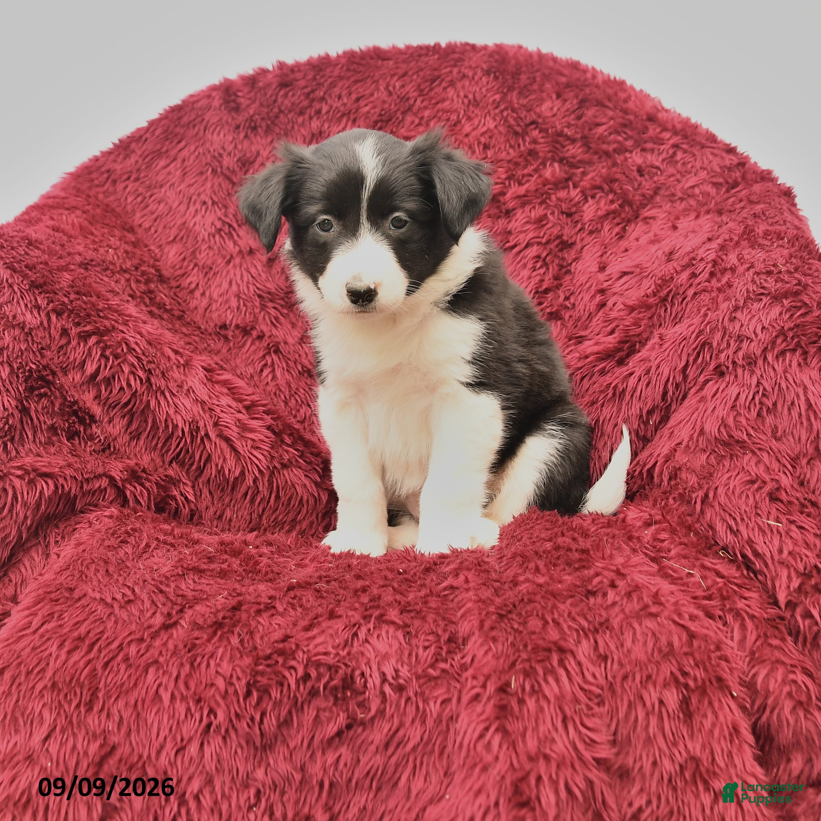 Border Collie dogs for sale: Nessie - Ad 3