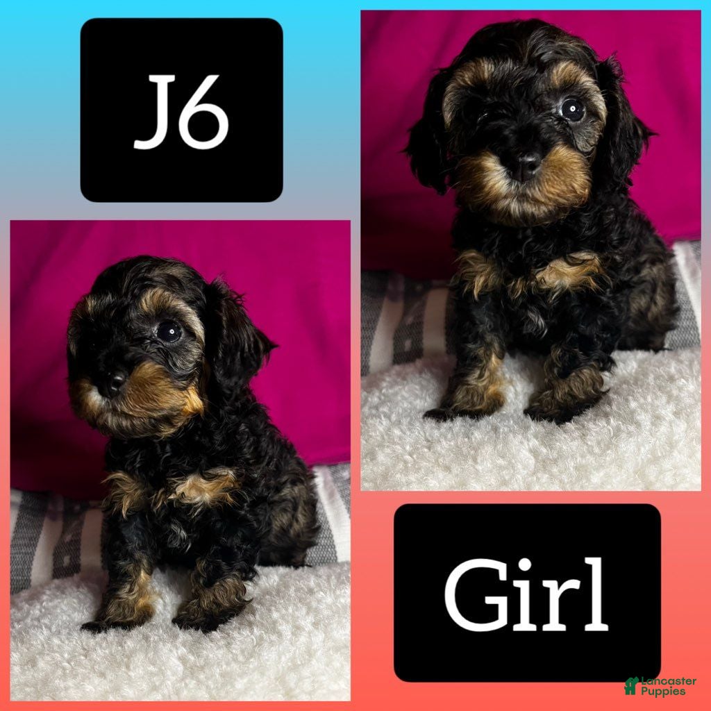 Cavapoo dogs Cavapoo 6 - Ad 13