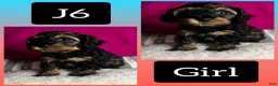 Cavapoo dogs for sale: Cavapoo 6 - Ad 1