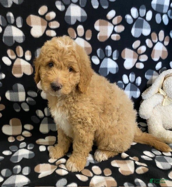 Goldendoodle dogs Max- genetic clear parents - Ad 1