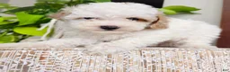 Toy Poodle dogs for sale: Nikka - Ad 6
