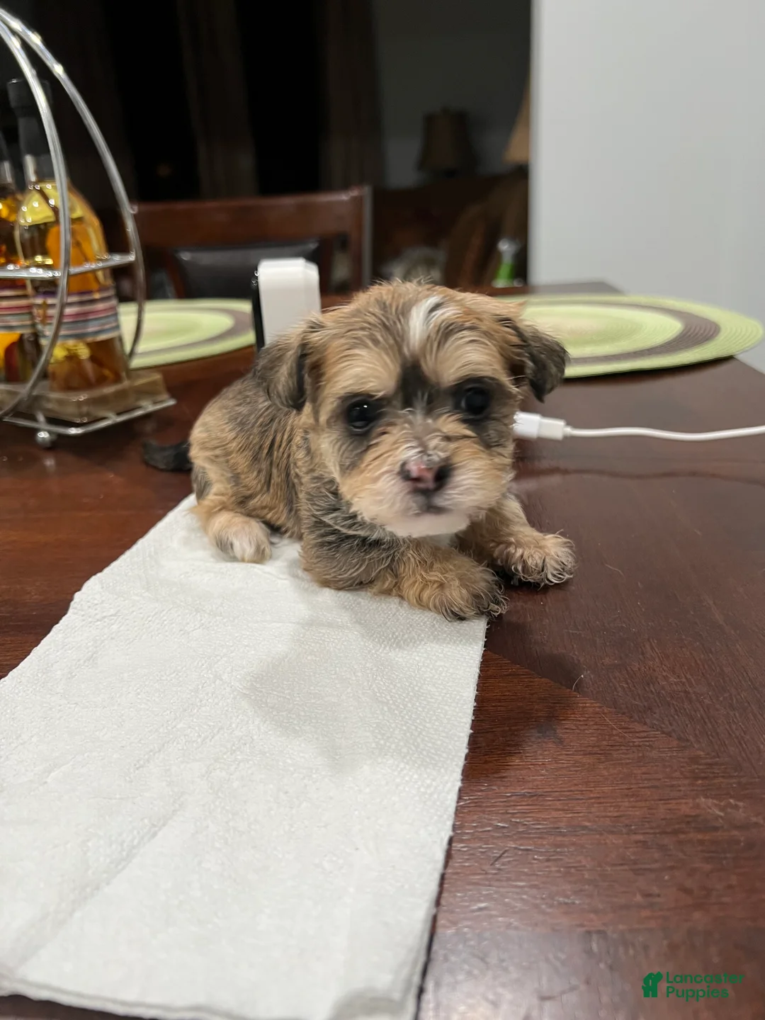 Morkie dogs for sale: Morkie Puppy 2 - Ad 4