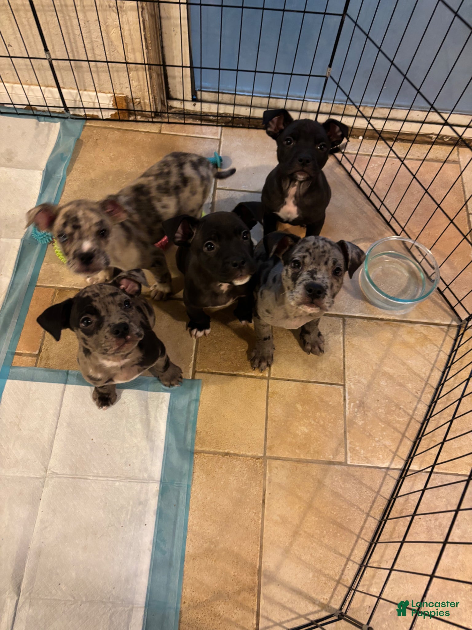 Mixed Breed dogs Toothless - Ad 31