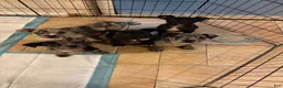 Mixed Breed dogs for sale: Toothless - Ad 1