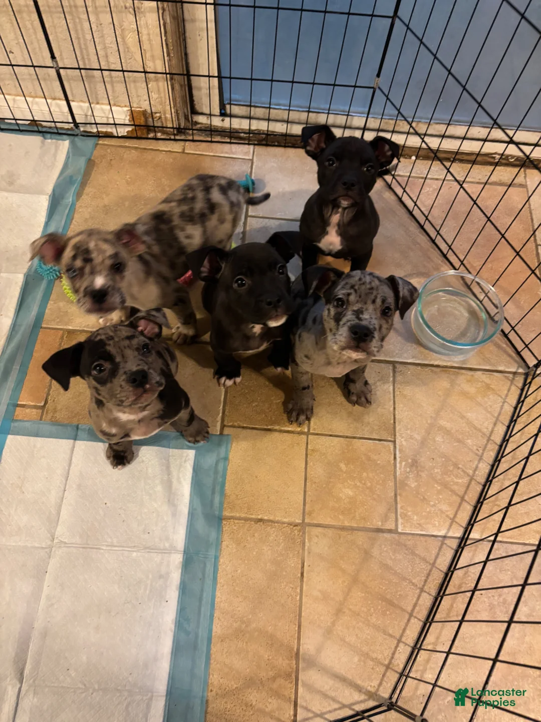 Mixed Breed dogs for sale: Toothless - Ad 1
