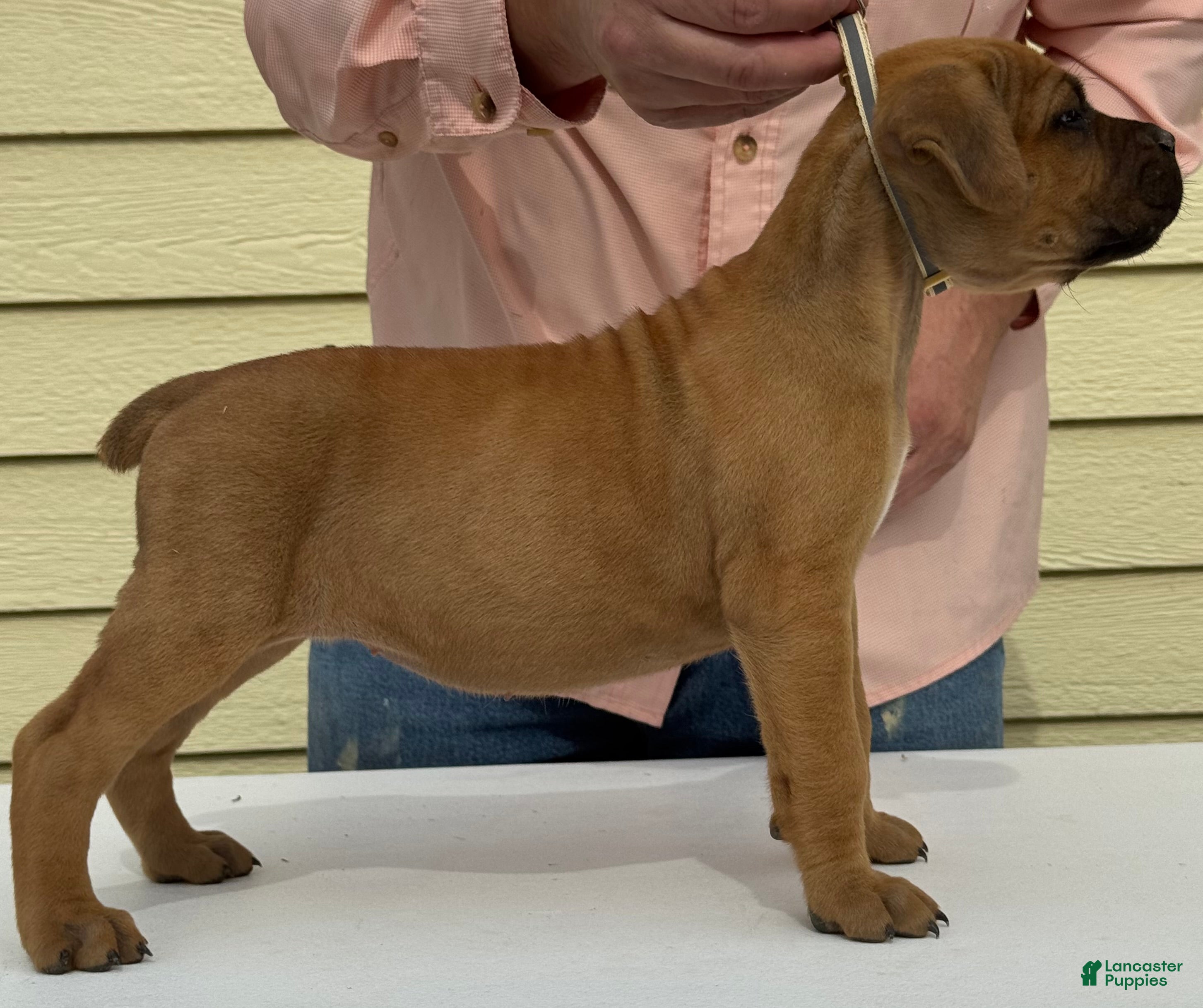 Cane Corso dogs Cane Corso 4 - Ad 2