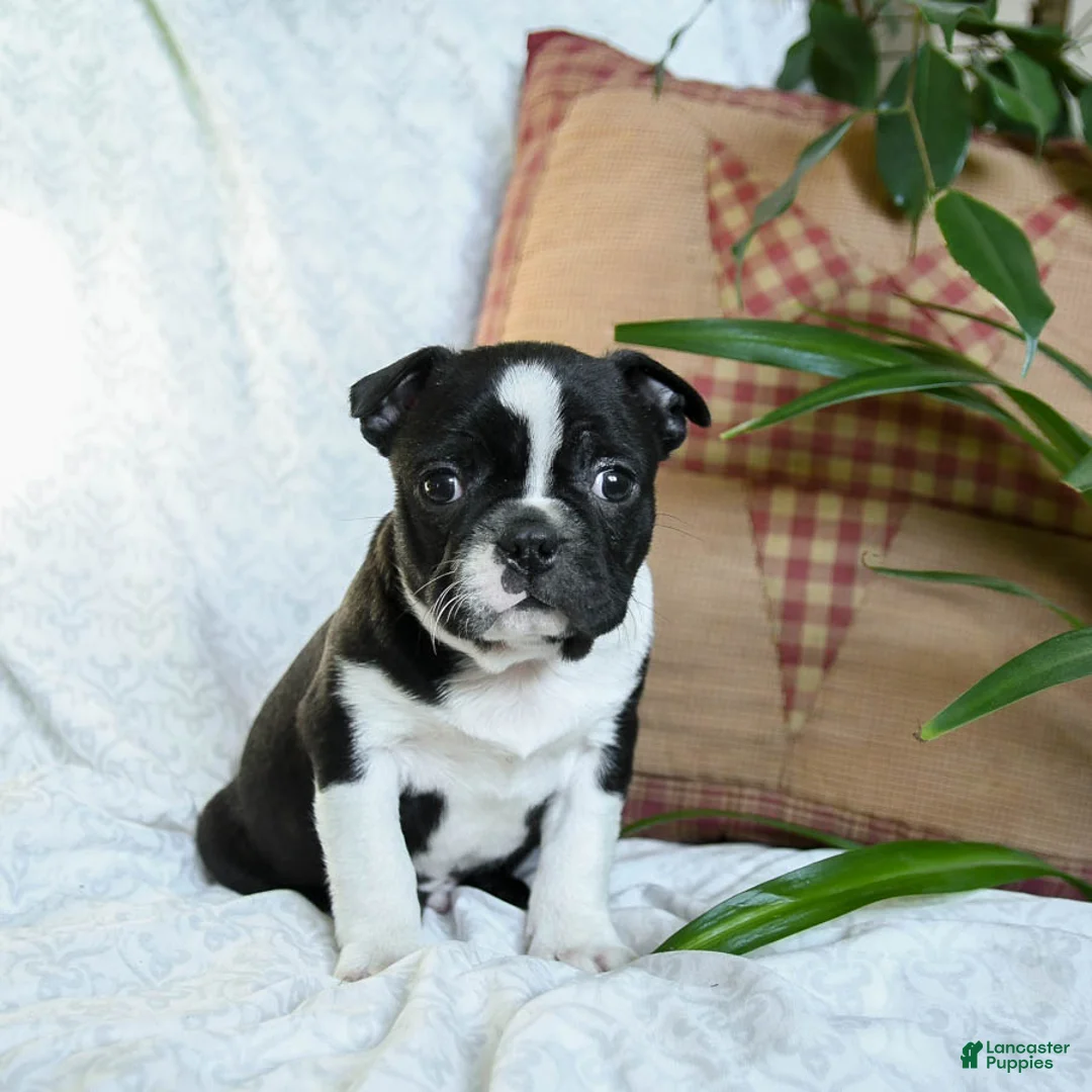 Boston Terrier dogs for sale: Harley - Ad 1