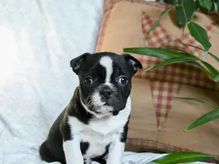 Boston Terrier dogs Harley - Ad 39