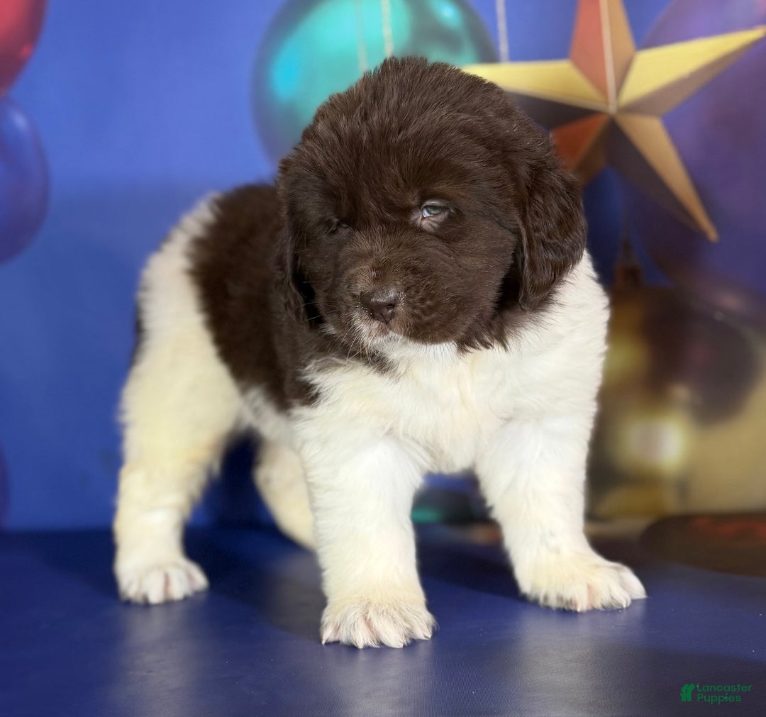 Mixed Breed dogs for sale: Stephanie OFA DNA - Ad 1