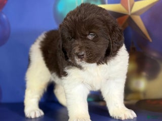 Mixed Breed dogs Stephanie OFA DNA - Ad 29