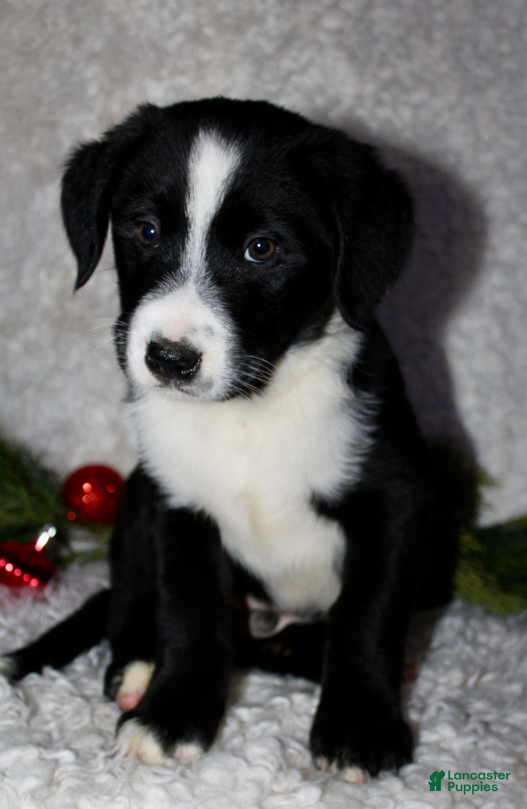 Bernedoodle dogs for sale: Milo - Ad 5