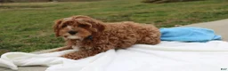 Cavapoo dogs for sale: Loki - Ad 4
