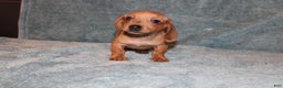 Miniature Dachshund dogs for sale: HAZEL MINI  - Ad 14