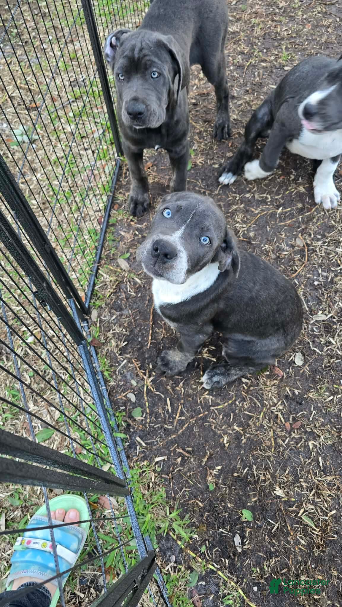 Cane Corso dogs Bandit - Ad 2