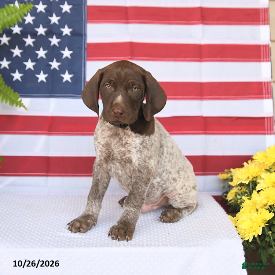 German Shorthaired Pointer dogs for sale: Thorton - Ad 1