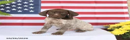 German Shorthaired Pointer dogs for sale: Thorton - Ad 1