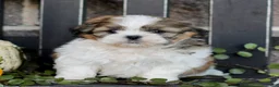 Shih Tzu dogs for sale: Maxwell  - Ad 3