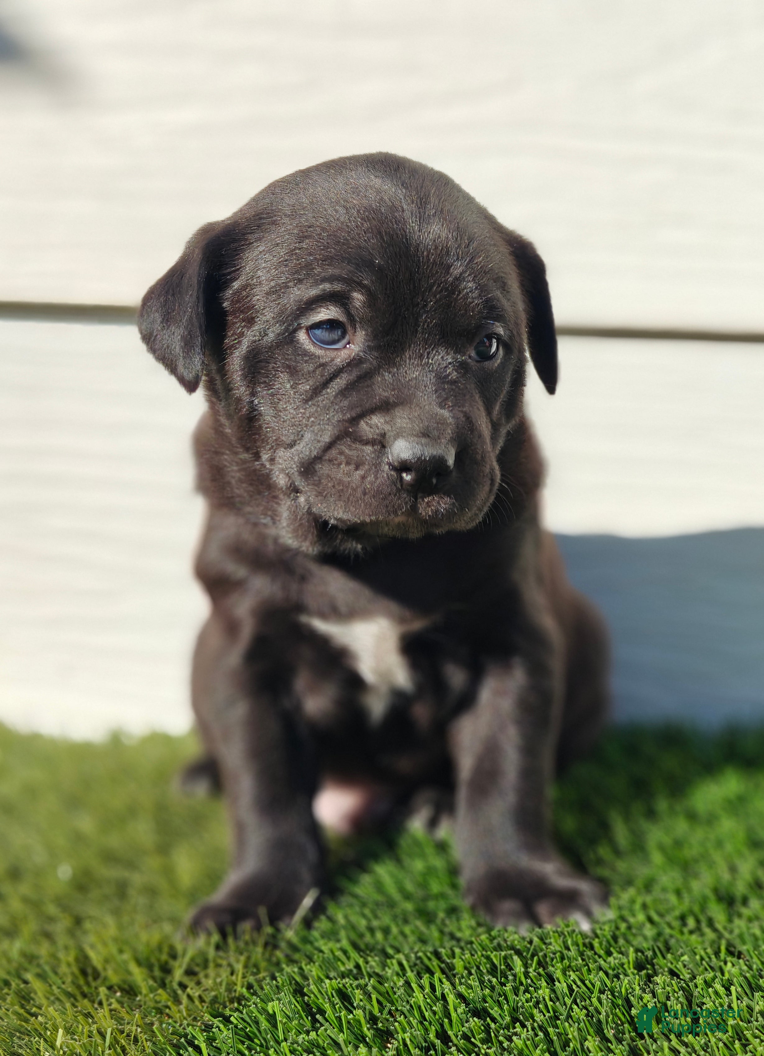 Mixed Breed dogs Ozzy - Ad 1