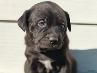 Mixed Breed dogs for sale: Ozzy - Ad 1