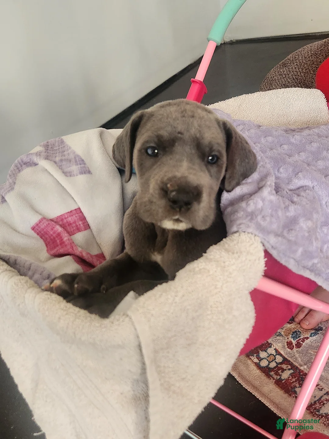 Great Dane dogs for sale: Great Dane Puppy Daisy - Ad 2