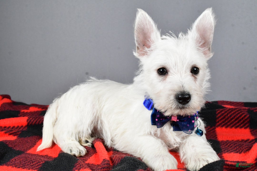 West Highland Terrier dogs for sale: Star - Ad 1